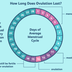 During the period 2.5-1.0 mya