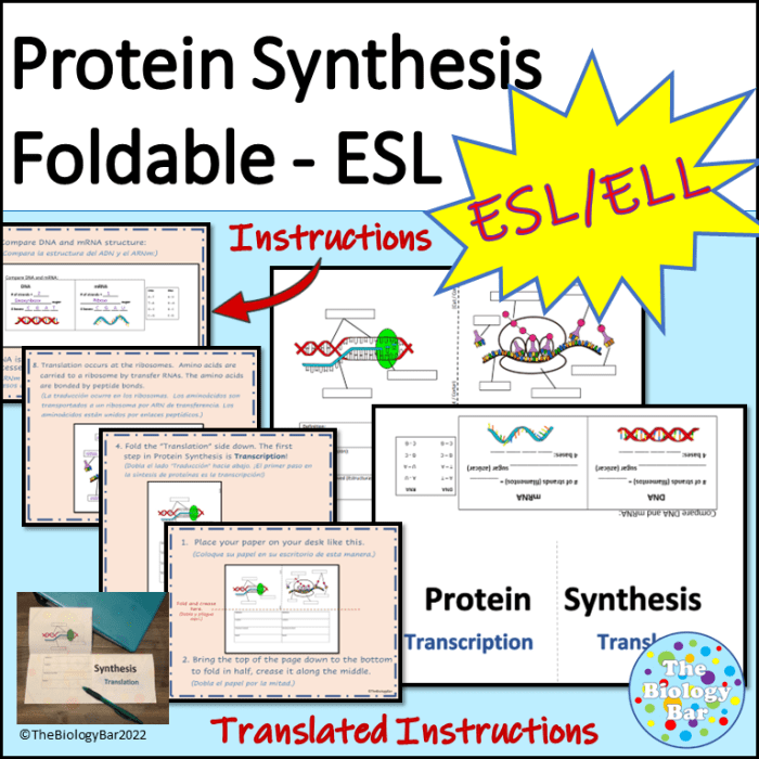 Protein synthesis digital breakout escape room answers